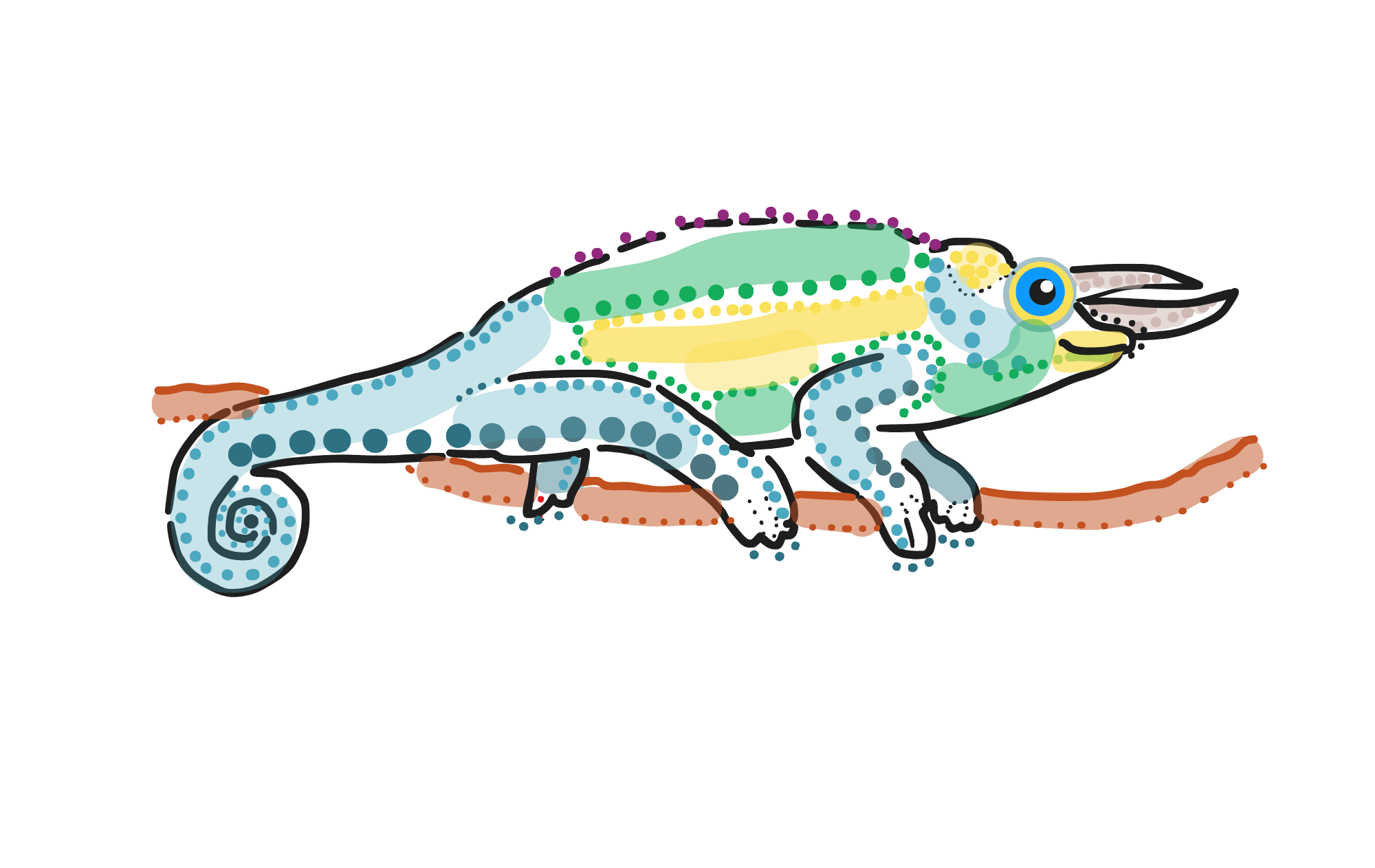 Chameleon