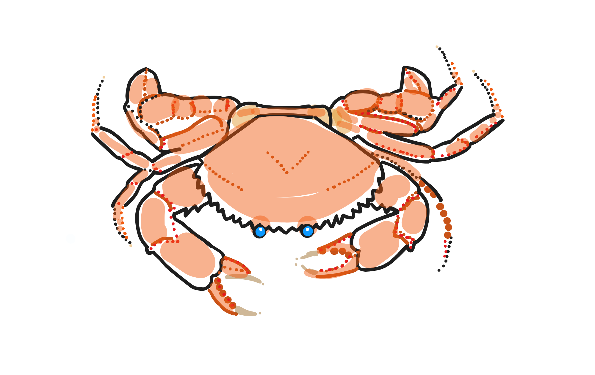 SEA crab